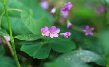 Tám đức tính căn bản làm người